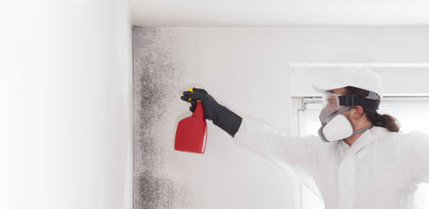 Best Toxic Mold Removal  in Amite City, LA