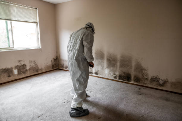 Best Toxic Mold Removal  in Amite City, LA