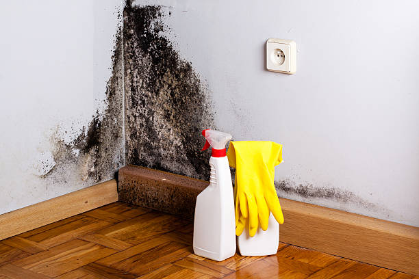 Best Residential Mold Removal  in Amite City, LA