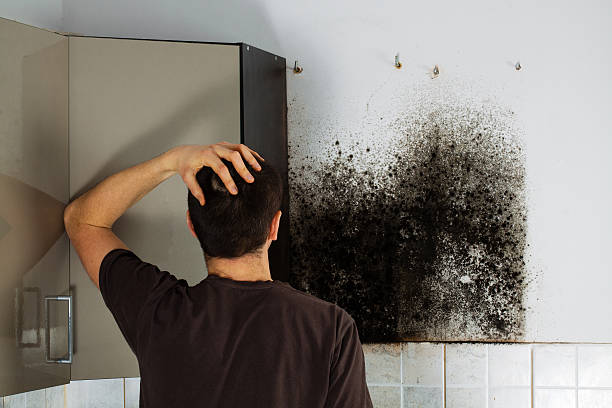 Best Mold Removal and Inspection  in Amite City, LA