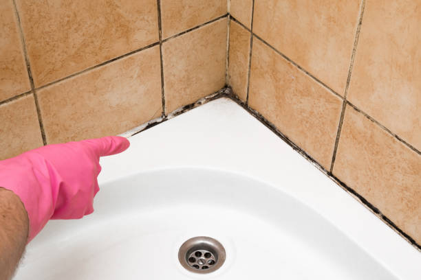 Best Commercial Mold Removal  in Amite City, LA