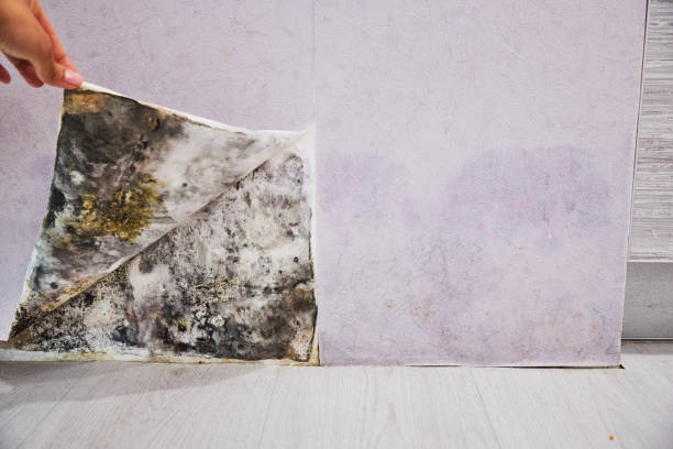 Best Emergency Mold Removal  in Amite City, LA